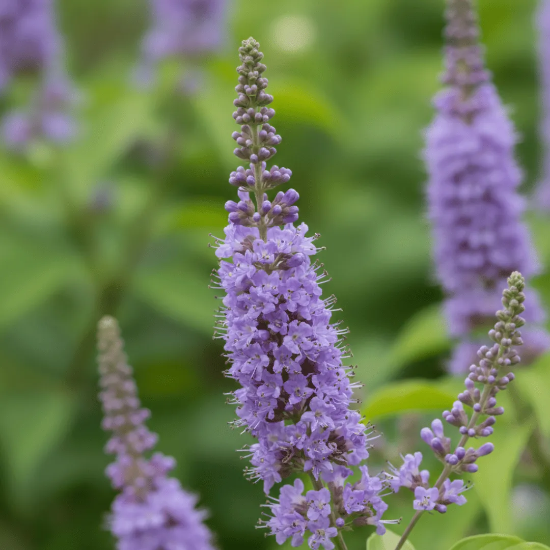Flor de Vitex Agnus Castus, ingrediente natural